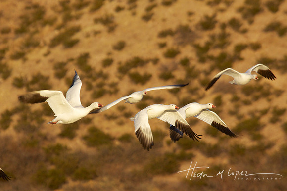 Snowy Geese in New Mexico