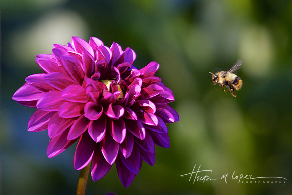 Purple Bee