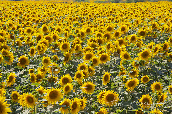 Tuscan Sunflowers
