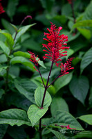 Elyunque-12