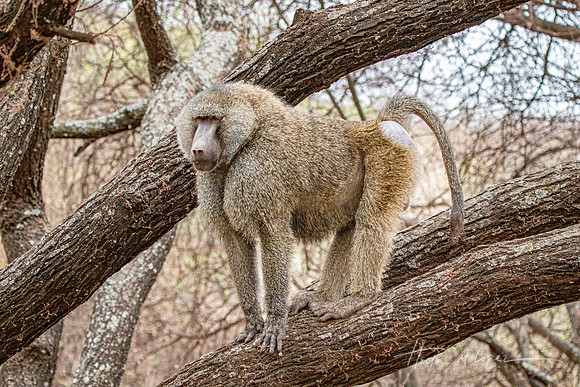 Handsome Baboon
