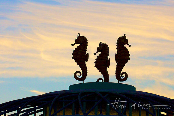 3 Seahorses