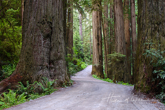 Coastal Redwoods