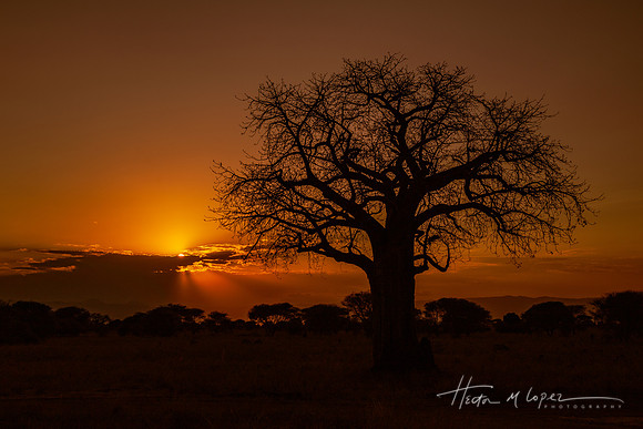 Baobab Evening
