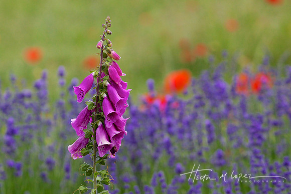 Foxglove