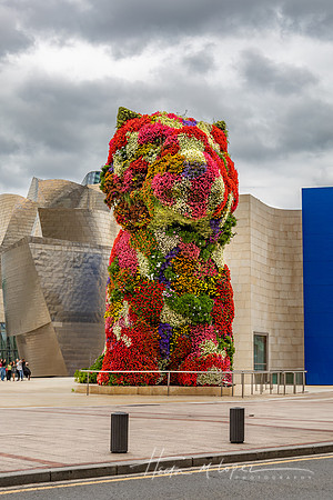 Guggenheim Puppy 2