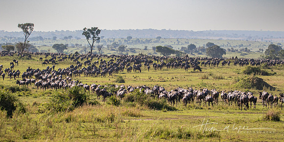 Wet Wildebeest
