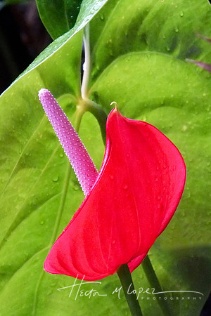 Delicate Red