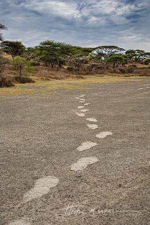 Elephant Footsteps