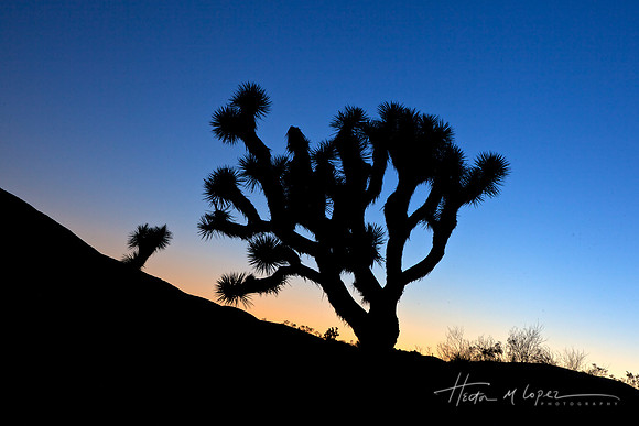 Joshua Tree at Dusk