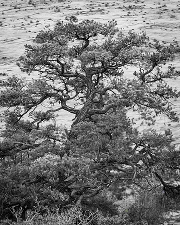 Tree of Zion in BW