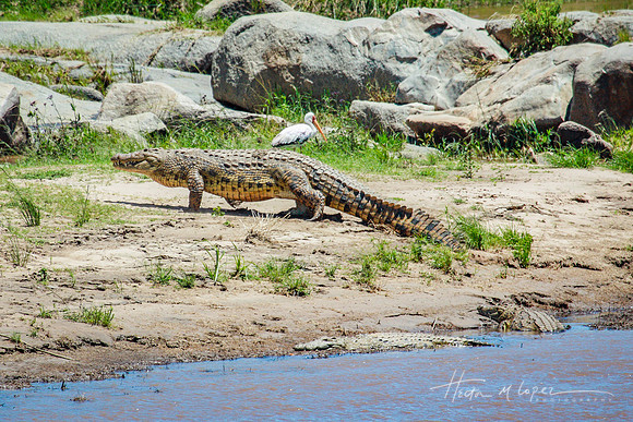 Nile Croc Walking